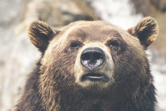 Kendall Jenner Exposes Some Cheeks In Tommy Hilfiger Show